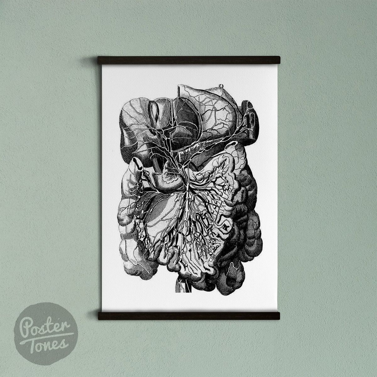 Vintage Anatomical Prints Head Muscles Illustration Print Human Body