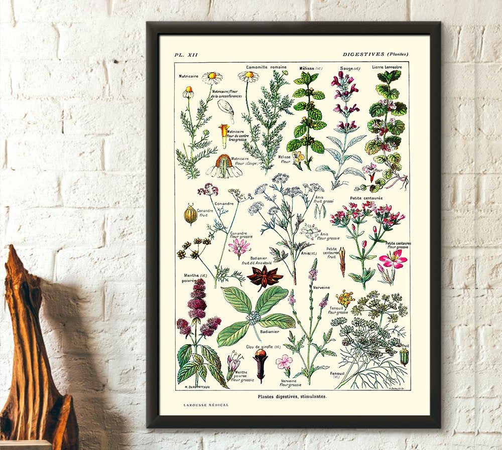 Vintage Botanical Print Digestive Plants Science 1912 - Home Wall Art ...