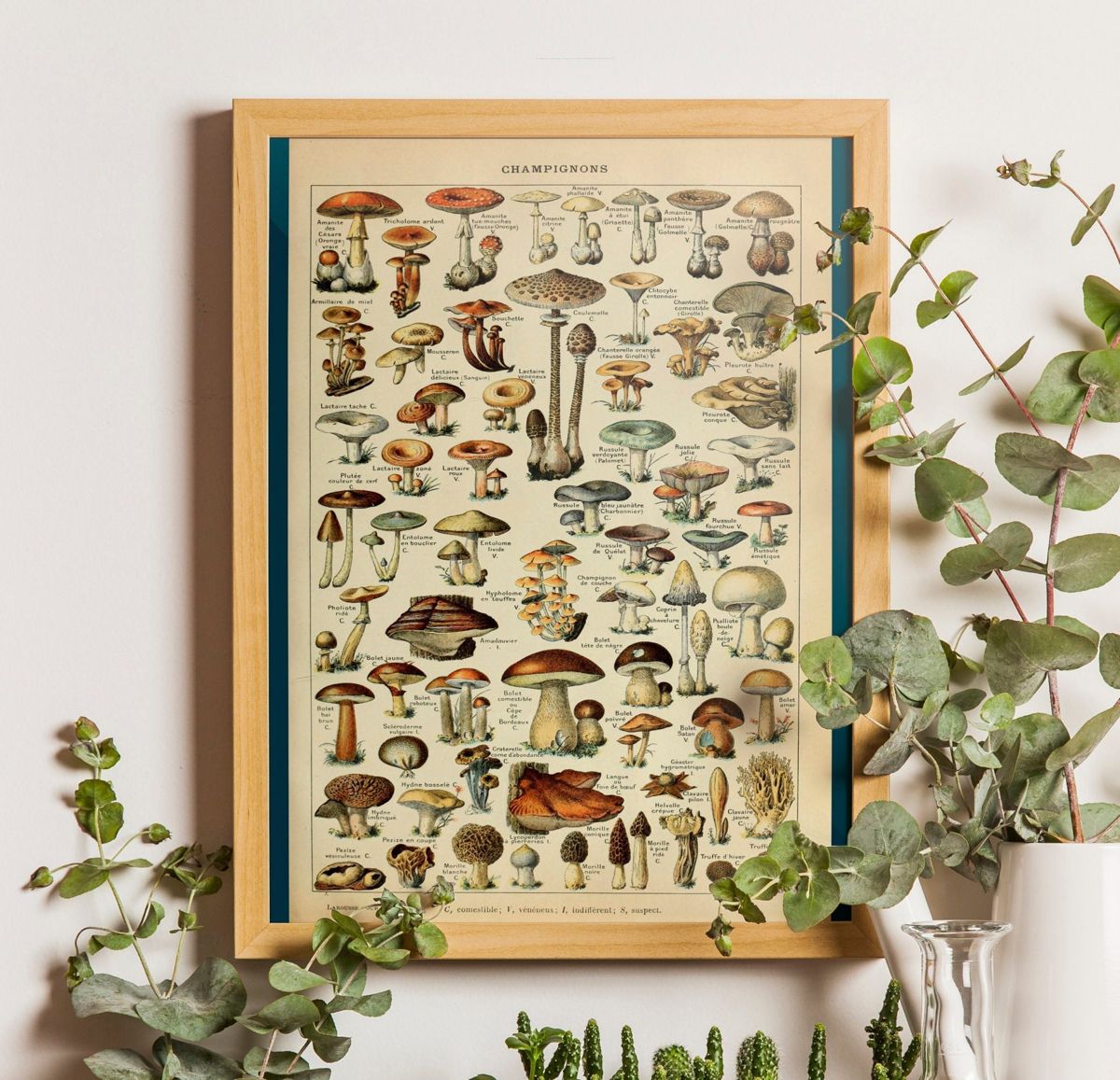 Vintage Botanical Print Mushrooms Science 1909 - Kitchen Decor ...