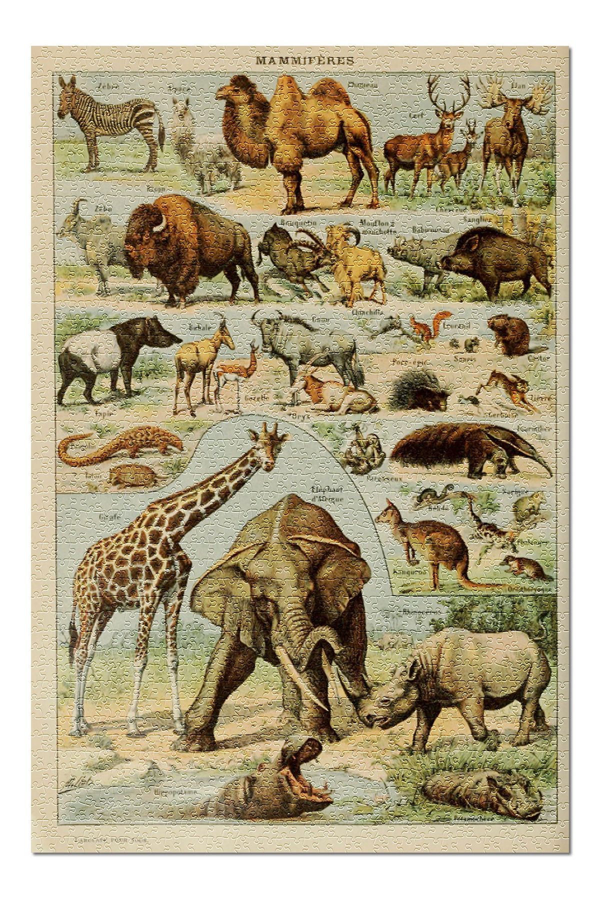 Mammals - B - Vintage Bookplate - Adolphe Millot Artwork – Poster ...