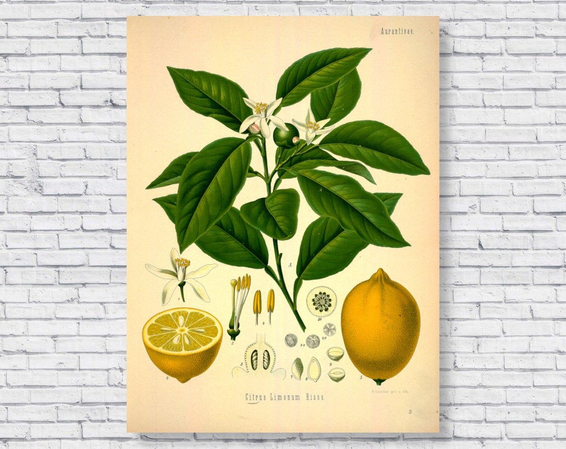 Vintage Lemon Poster, Citrus Botanical Scientific Identification Chart 