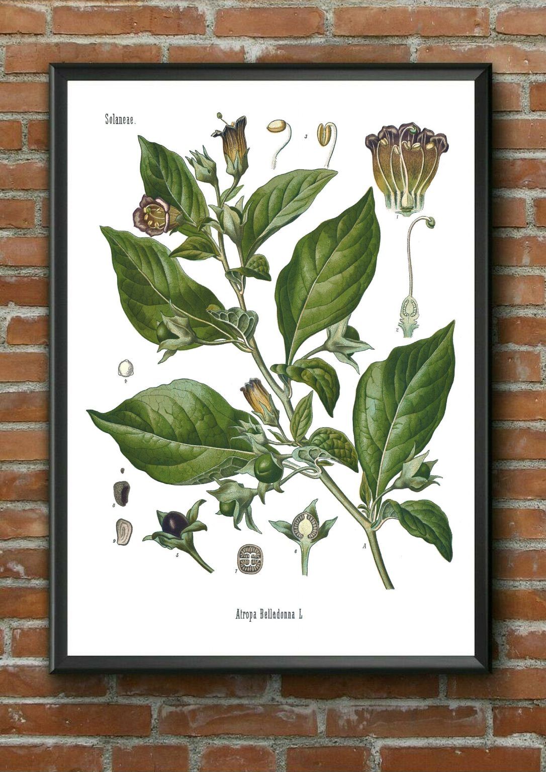 Deadly Nightshade Botanical Print Illustration Art Botanical Poster