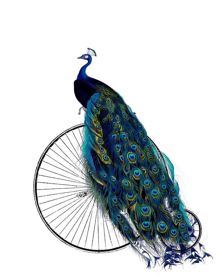 Peacock On A Bicycle, Home Decor Poster Canvas Wall Art Print
